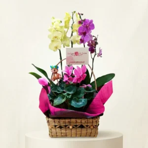 Arreglo de Orquídea para Nacimiento en Bogotá | Regalo Elegante