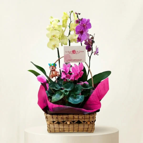 Arreglo de Orquídea para Nacimiento en Bogotá | Regalo Elegante