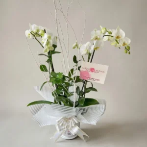 Orquídea en Bogotá – Detalle Elegante
