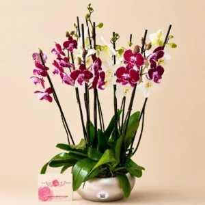 Arreglo de Orquídeas Bogotá — 5 Matas Premium con Matera