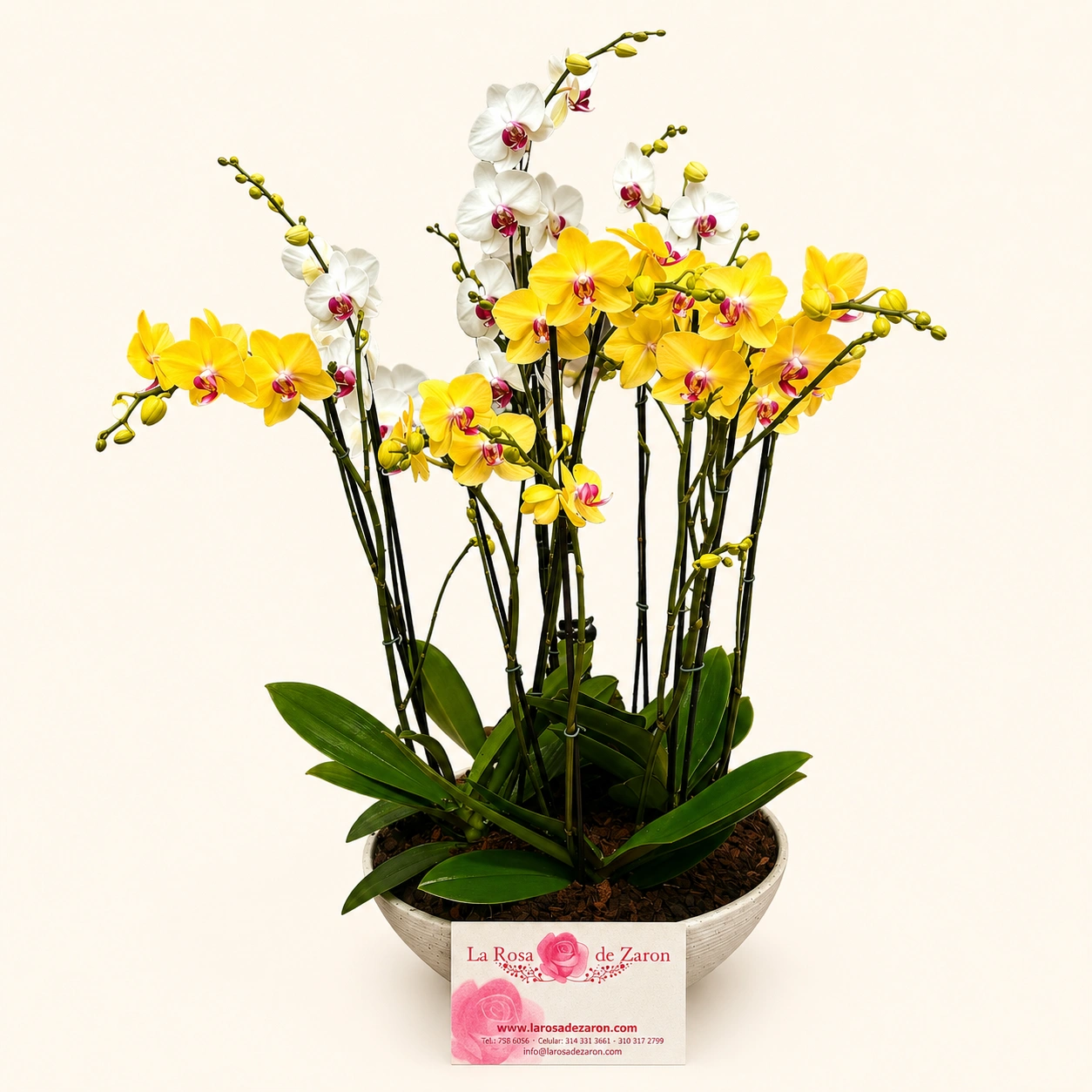 Orquídeas amarillas tipo de flor amarilla — La Rosa de Zarón Bogotá